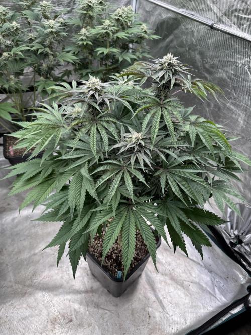 Lemon Tree x Banana Krumble. Week 11