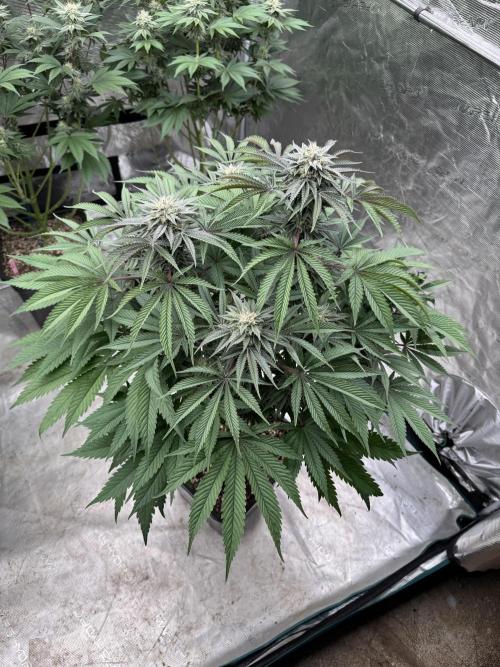 Lemon Tree x Banana Krumble. Week 11