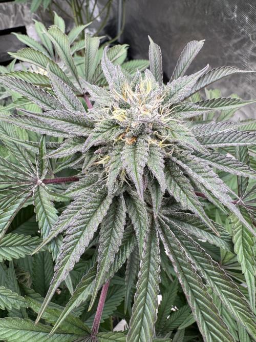 Lemon Tree x Banana Krumble. Week 11