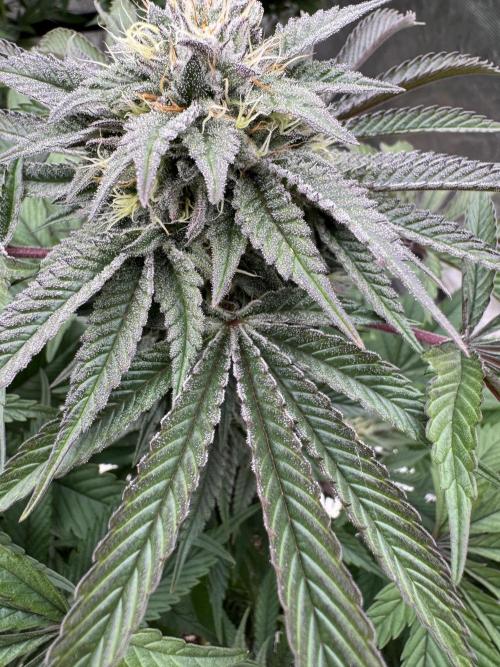 Lemon Tree x Banana Krumble. Week 11