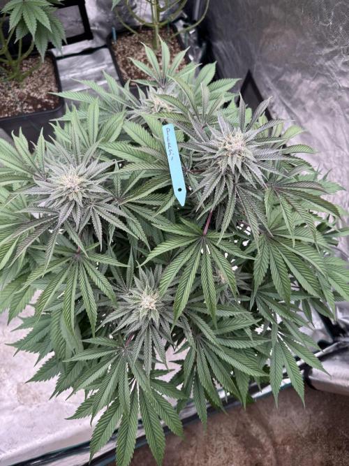 Lemon Tree x Banana Krumble. Week 11