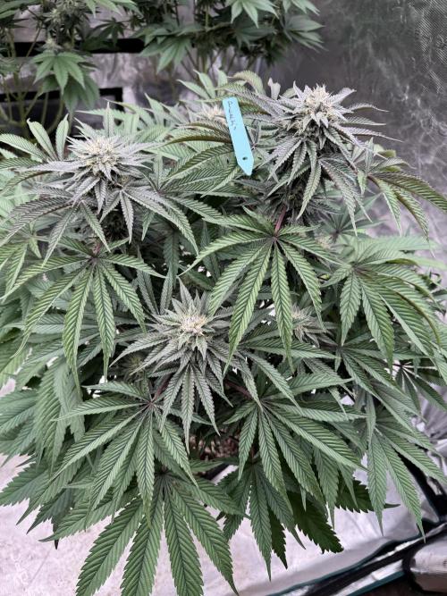 Lemon Tree x Banana Krumble. Week 11