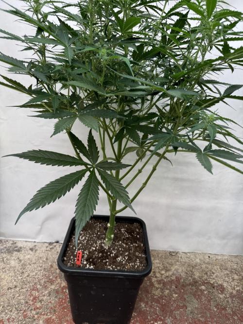 Orange Zest 🍊🍸. Week 7