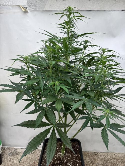 Orange Zest 🍊🍸. Week 7