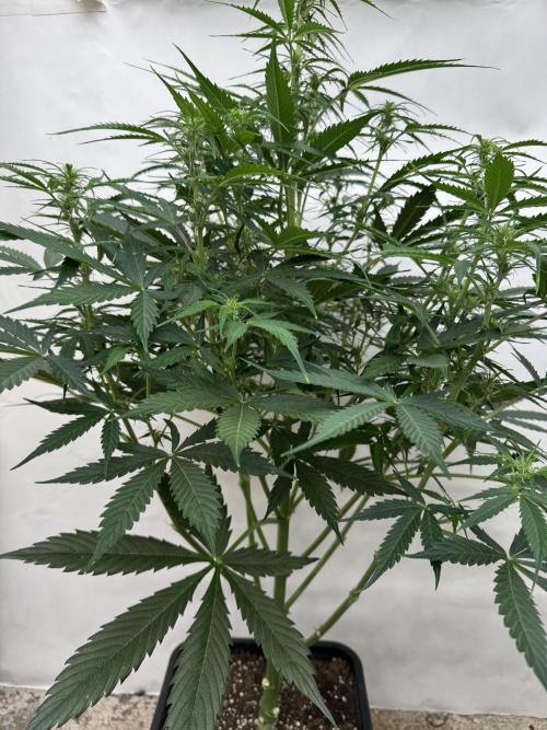 Orange Zest 🍊🍸. Week 7