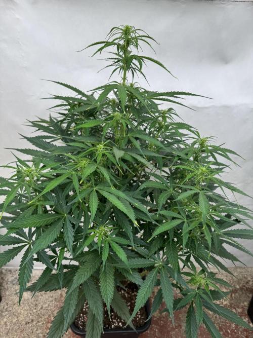 Orange Zest 🍊🍸. Week 7