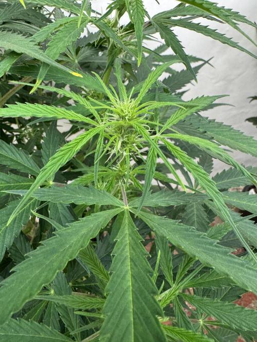 Orange Zest 🍊🍸. Week 7