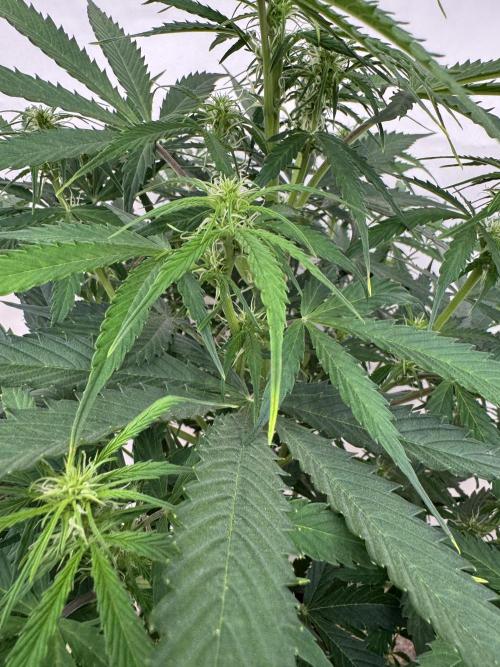 Orange Zest 🍊🍸. Week 7