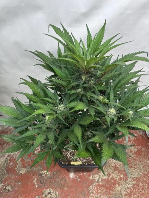 Guava 🍐🍓. Week 7