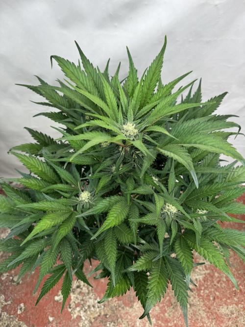 Guava 🍐🍓. Week 7