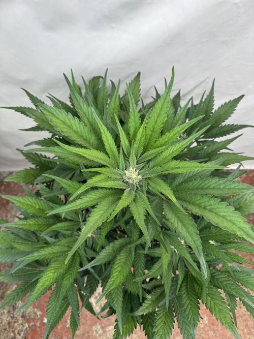 Guava 🍐🍓. Week 7