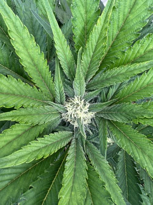 Guava 🍐🍓. Week 7