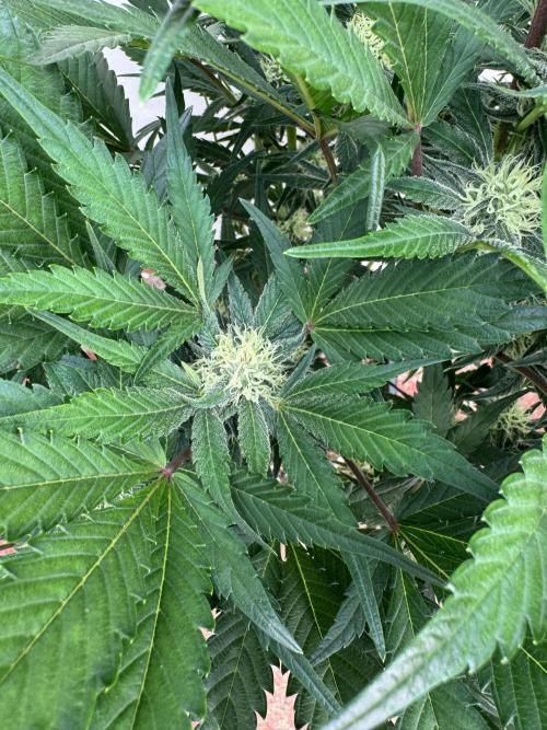 Guava 🍐🍓. Week 7