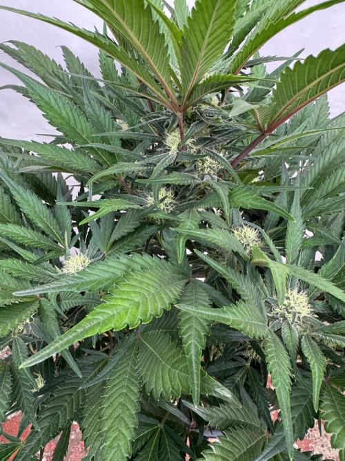 Guava 🍐🍓. Week 7