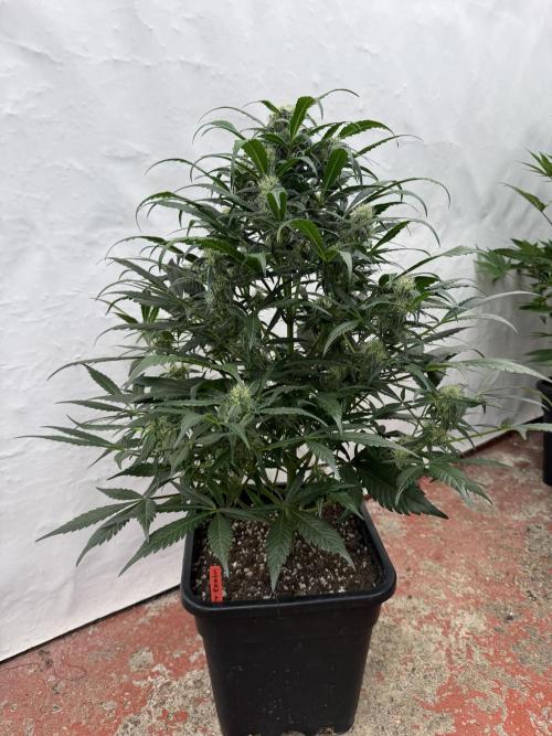 Sweet Crust 🥧. Week 7