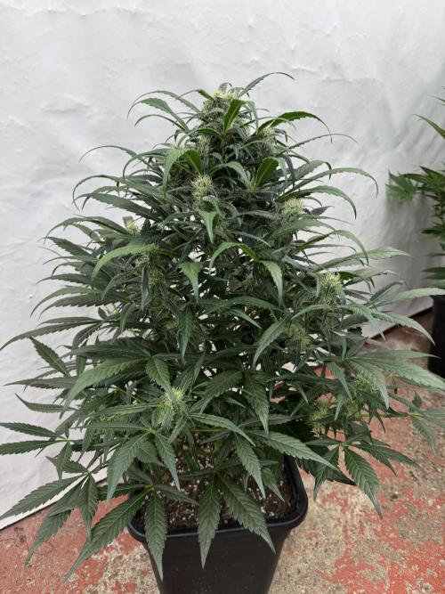 Sweet Crust 🥧. Week 7