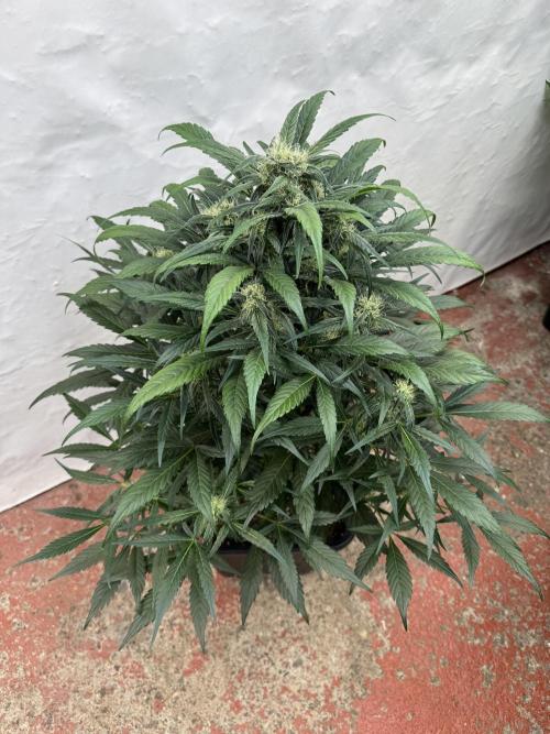 Sweet Crust 🥧. Week 7