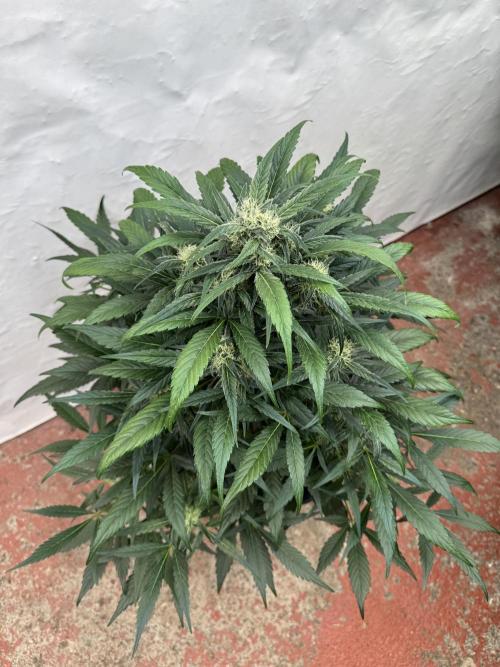 Sweet Crust 🥧. Week 7