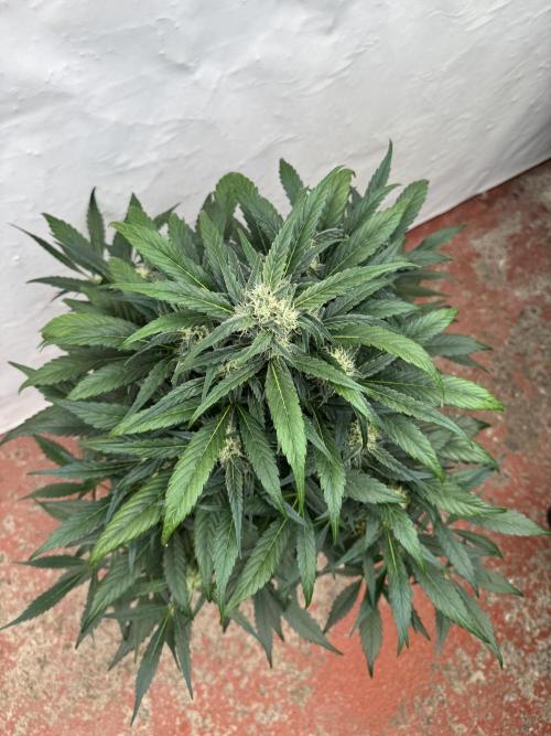 Sweet Crust 🥧. Week 7