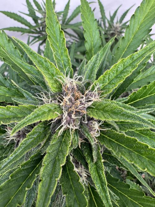 Purple Haze 😈. Week 7