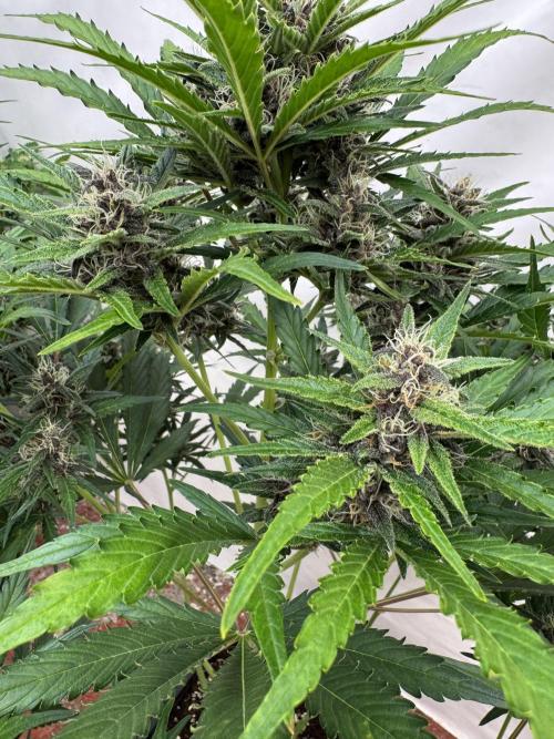 Purple Haze 😈. Week 7