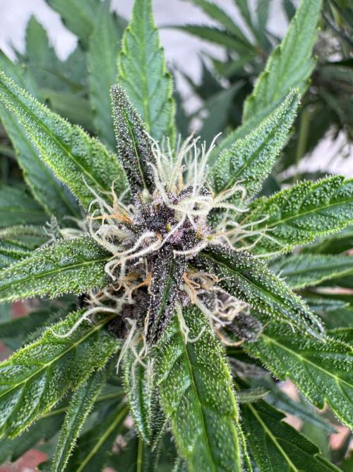 Purple Haze 😈. Week 7