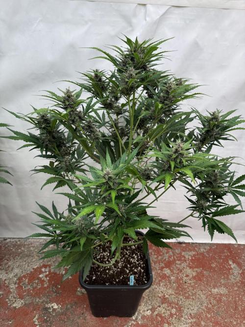 Purple Haze 😈. Week 7