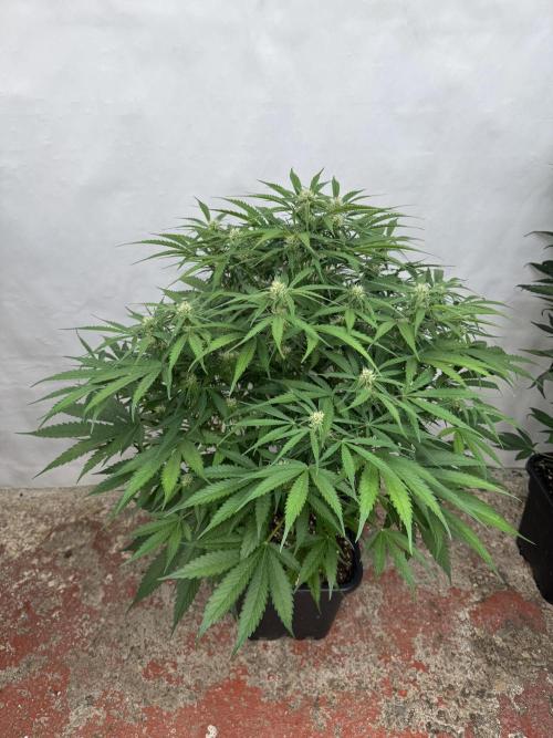 Five Dollar Shake 🍒. Week 7