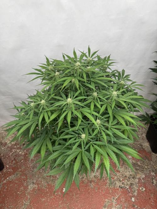 Five Dollar Shake 🍒. Week 7