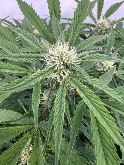 Five Dollar Shake 🍒. Week 7