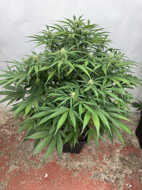 Five Dollar Shake 🍒. Week 7