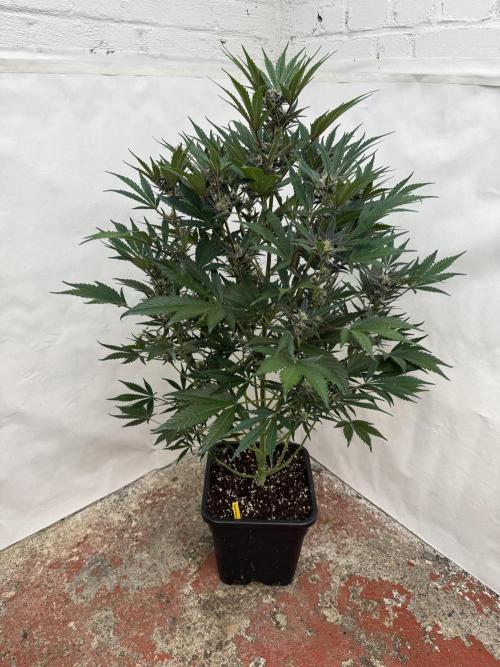 Cherish the Cherry Cola. Week 7