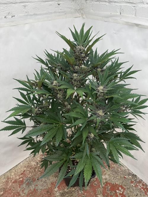 Cherish the Cherry Cola. Week 7