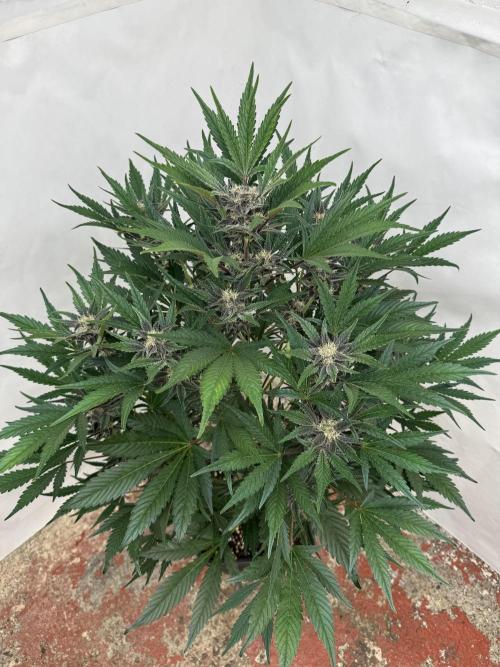 Cherish the Cherry Cola. Week 7