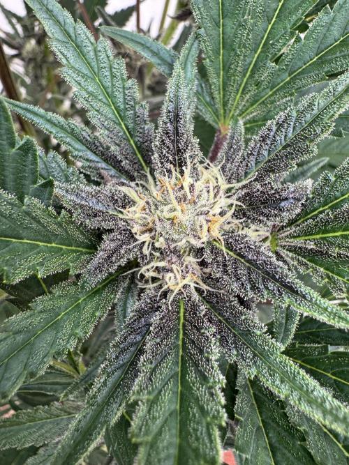 Cherish the Cherry Cola. Week 7