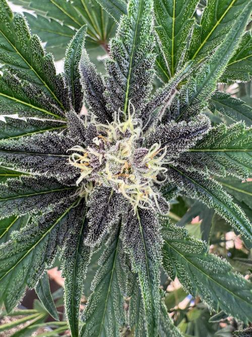 Cherish the Cherry Cola. Week 7