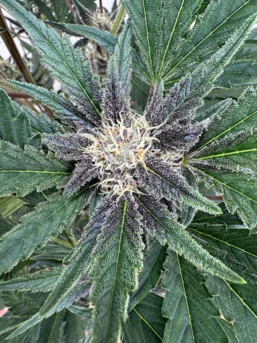 Cherish the Cherry Cola. Week 7