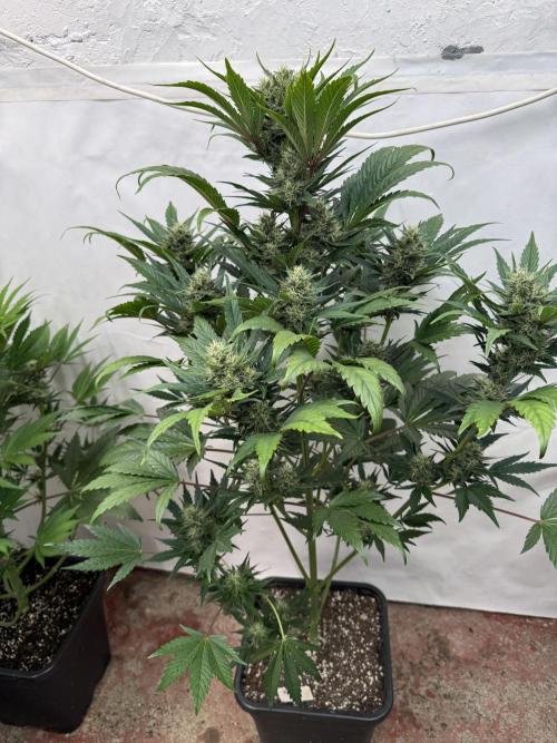 Bottle Bottoms ♻️. Week 7