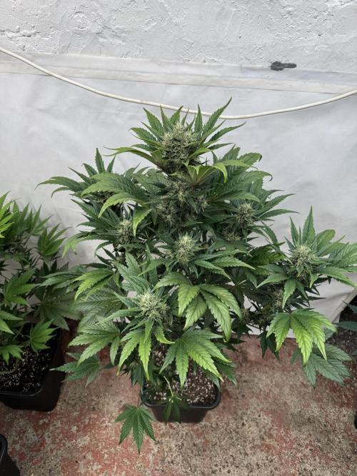 Bottle Bottoms ♻️. Week 7