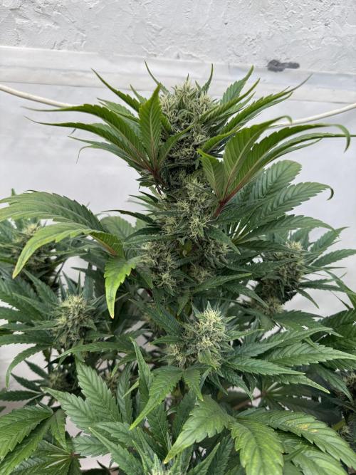 Bottle Bottoms ♻️. Week 7