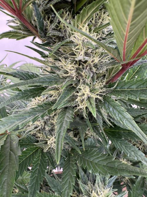 Bottle Bottoms ♻️. Week 7