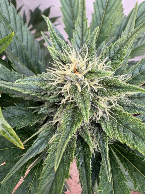 Bottle Bottoms ♻️. Week 7