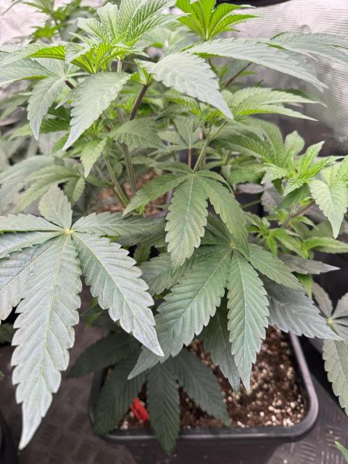 Acai x Black Cherry Funk. Week 7