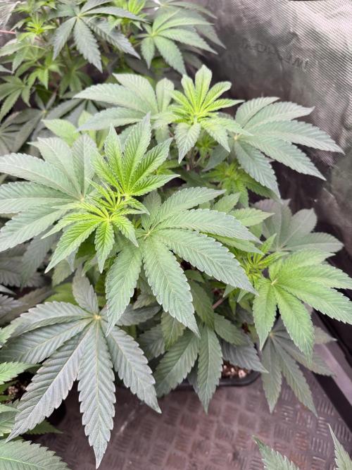 Acai x Black Cherry Funk. Week 7