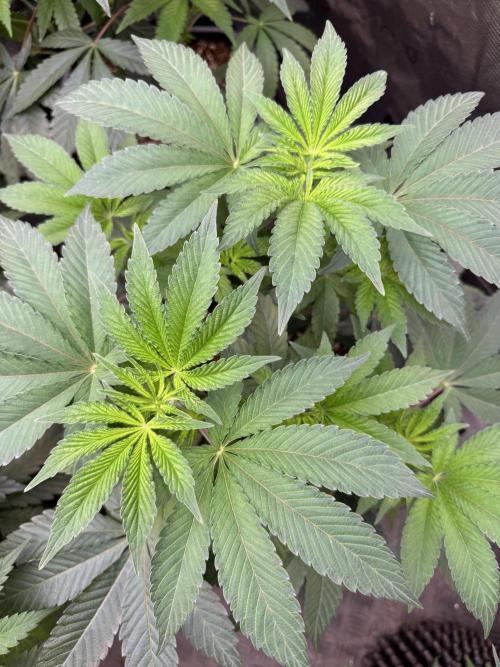 Acai x Black Cherry Funk. Week 7