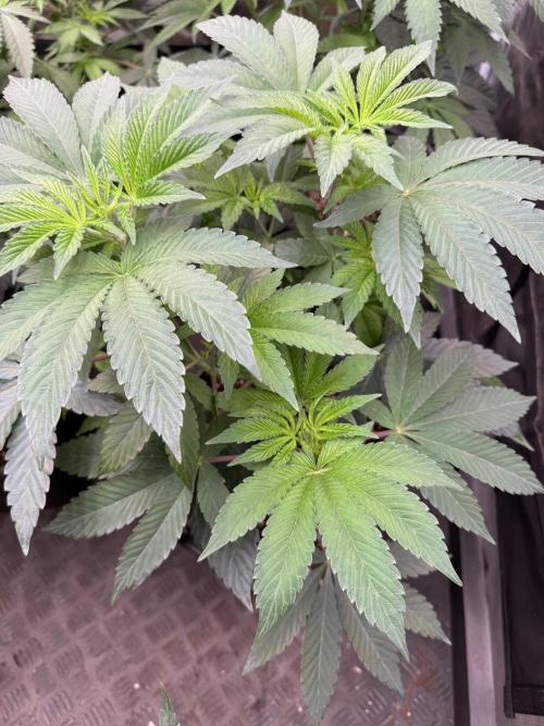 Acai x Black Cherry Funk. Week 7