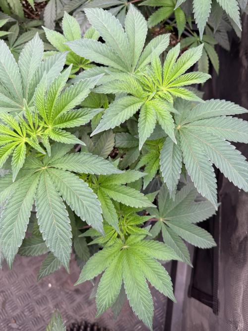 Acai x Black Cherry Funk. Week 7