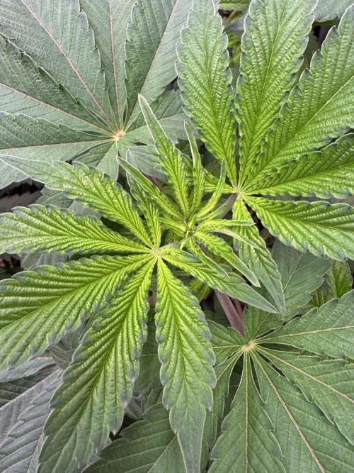 Acai x Black Cherry Funk. Week 7