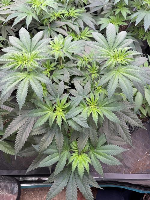 Old School 😶‍🌫️. Week 7