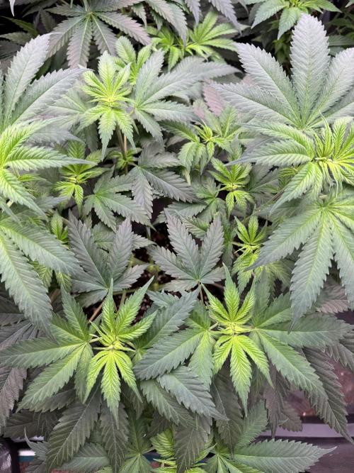 Old School 😶‍🌫️. Week 7